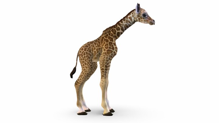 Giraffe baby, default pose 3D Model