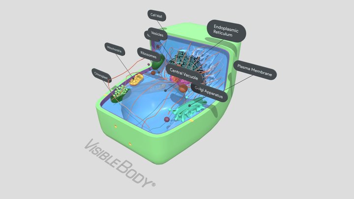 Cellula eucariote vegetale 3D Model