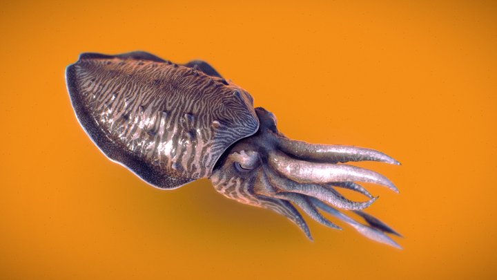 Cuttlefish (Sepia officinalis) 3D Model