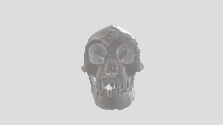 Homo Floresiensis Hobbit 3D Model
