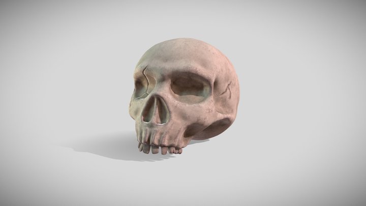 Skull 3D Model