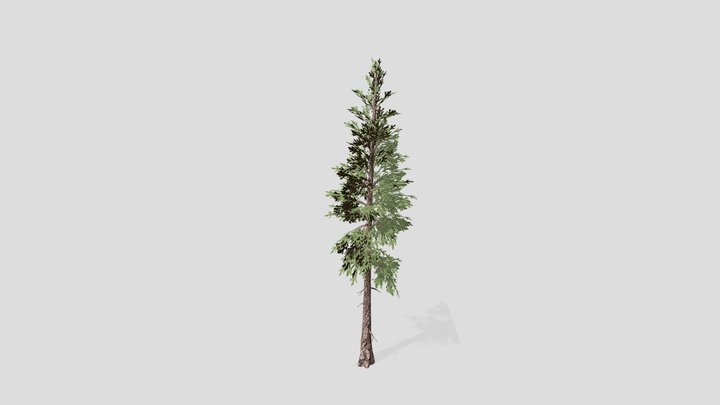 Spruce – Modello 3D gratuito STL