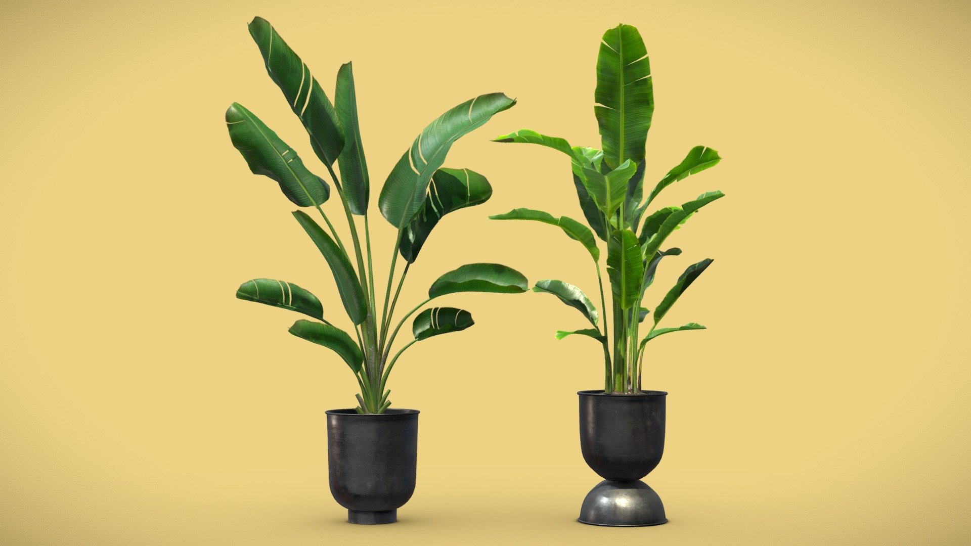 Strelitzia Set Banana Plant Buy Royalty Free 3D model by AllQuad