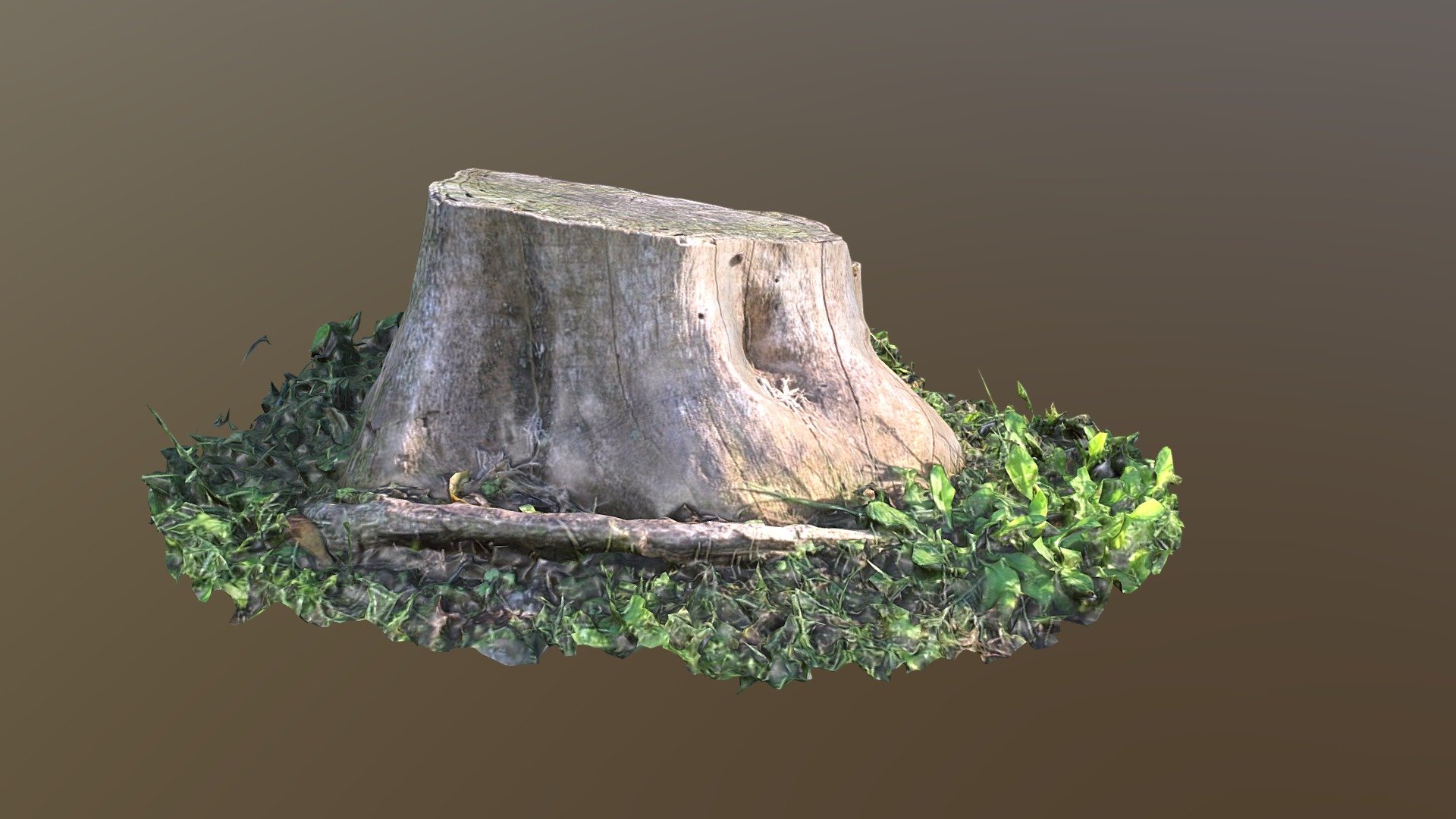 tree trunk September
