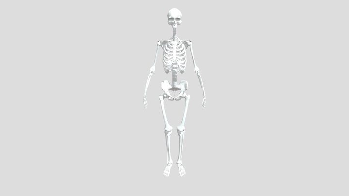 SkellyNoJawandJaw 3D Model