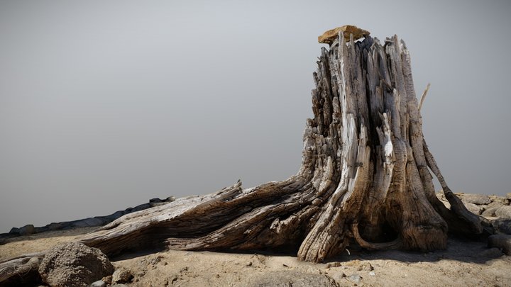California Stump 3D Model