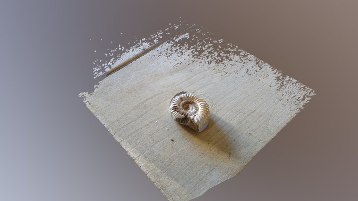 Photogrammetry test : Ammonoidea 3D Model