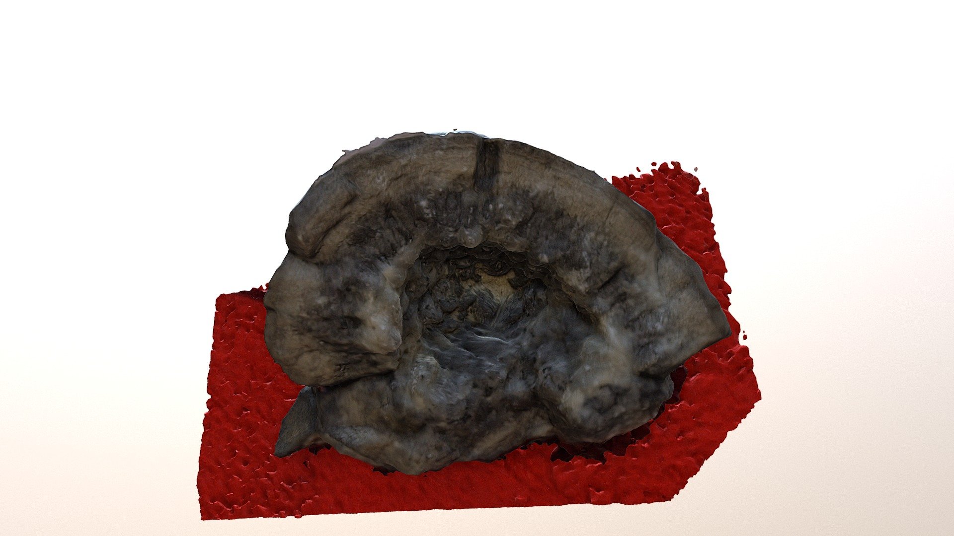 Concretion in brachiopod shell