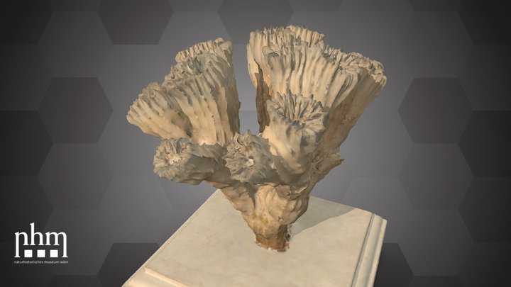 Smooth flower coral (NHMW-ZOO-EV-0000225) – Gratis 3D-model STL