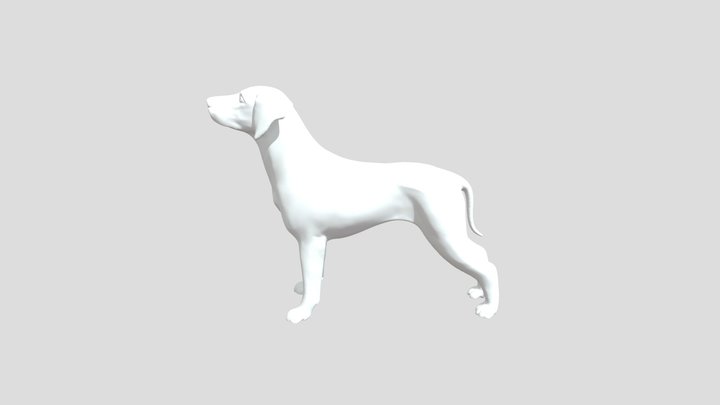 Labrador dog 3D Model