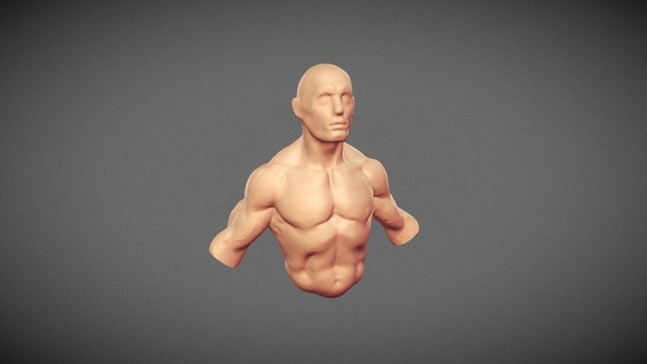 Torso 3D Model