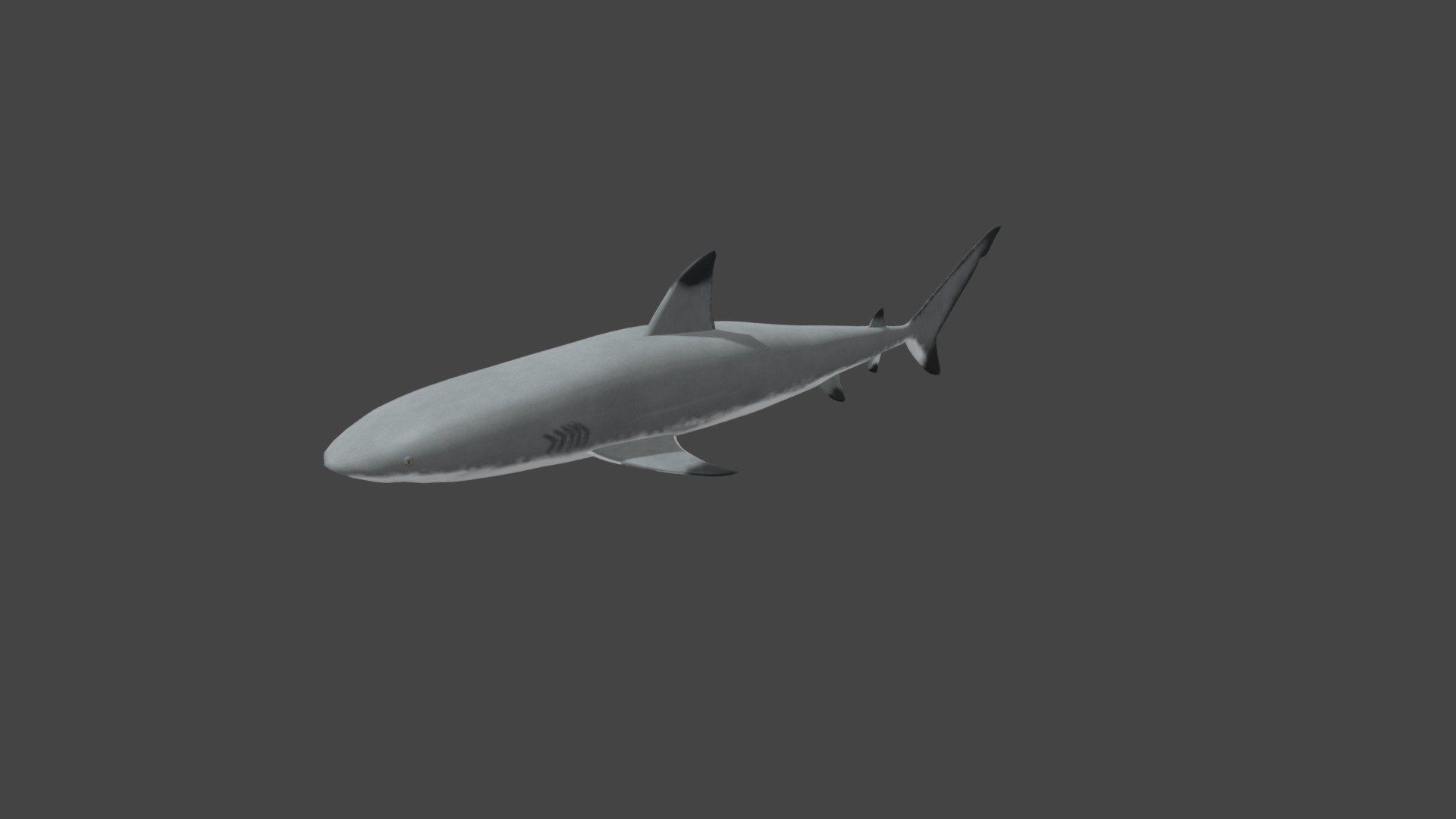 Blacktip Reef Shark
