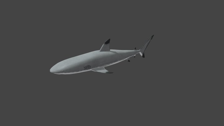 Blacktip Reef Shark 3D Model