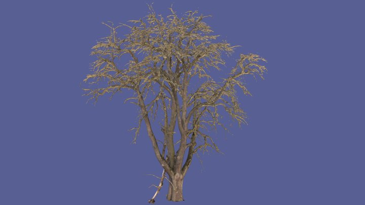 pear tree mesh photoscan 3D Model