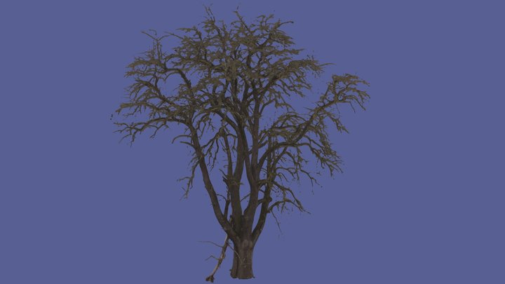 pear tree mesh photoscan 3D Model