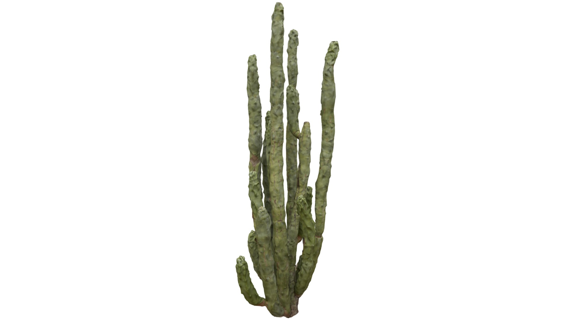 3D model Totem Cactus - This is a 3D model of the Totem Cactus. The 3D model is about a close-up of a plant.