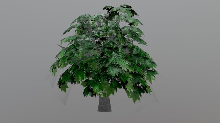 Maple 3D Model