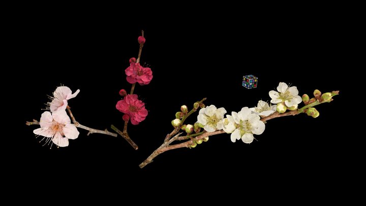 Mume 3D models - Sketchfab