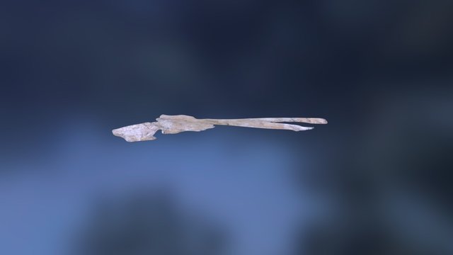 Leedsichthys Bone 10011 3D Model