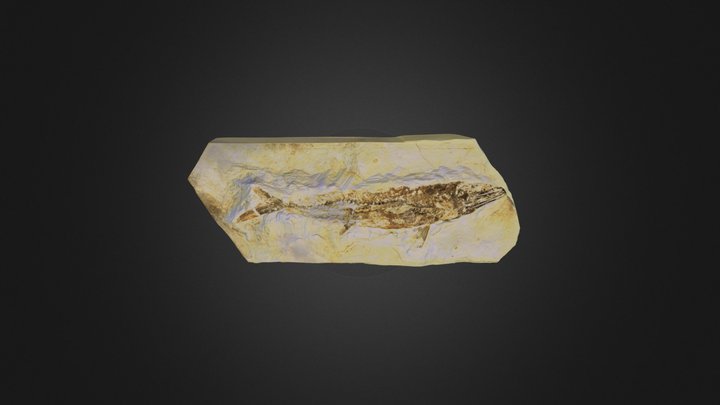 Fish Fossil 3D Model