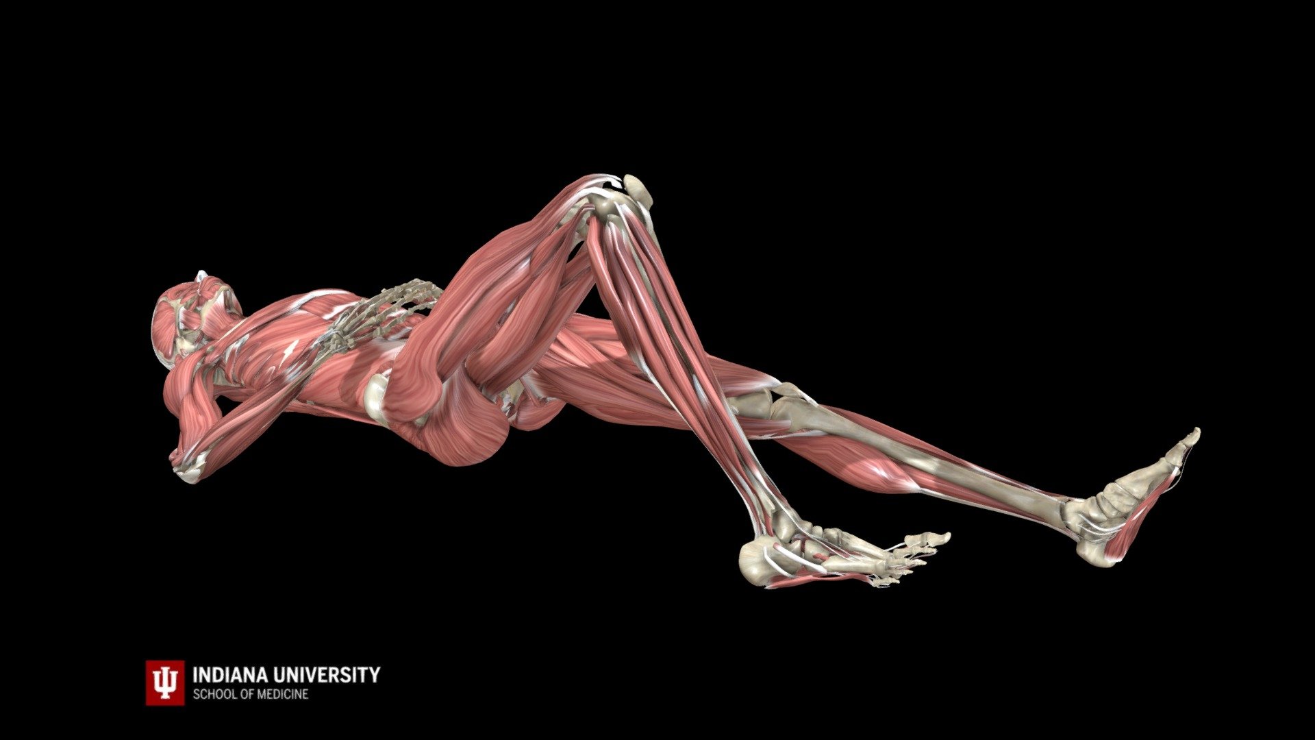 Passive Leg Extension & Flexion - Female - 3D model by IU Indianapolis ...