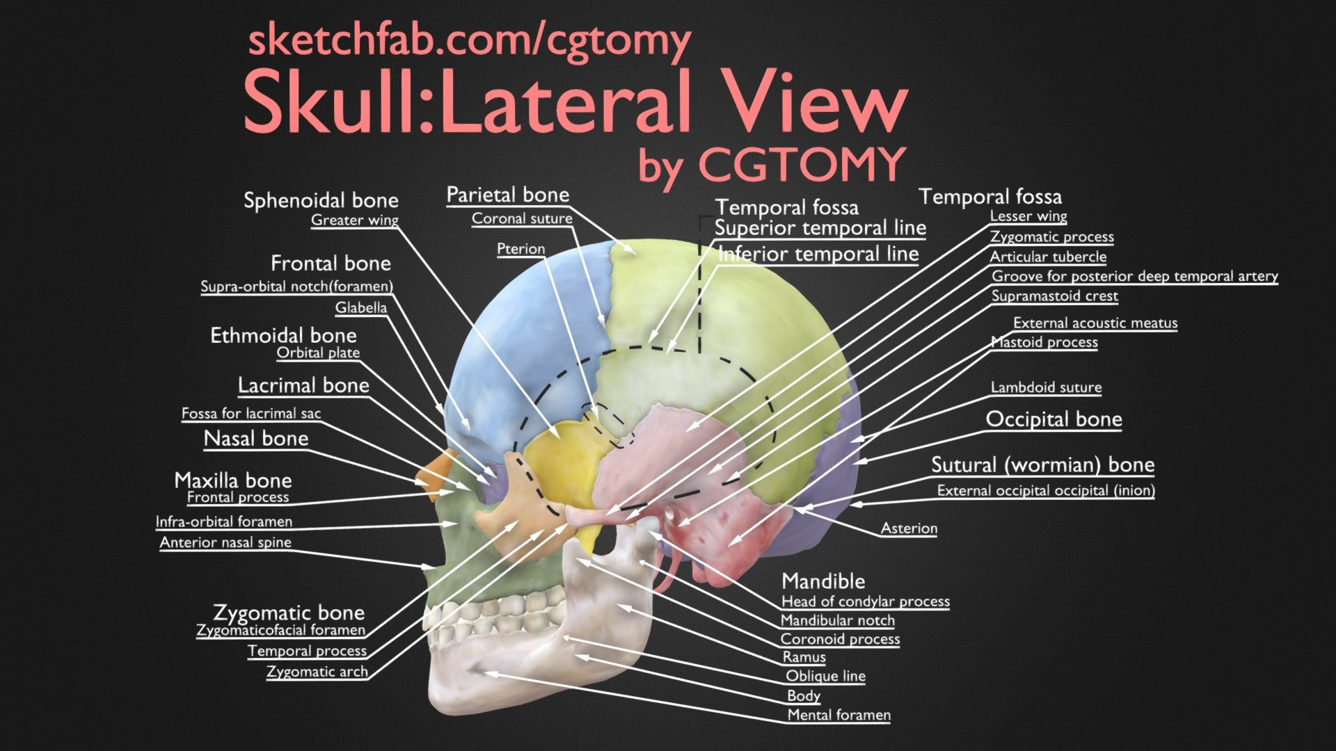 Skull Lateral View Buy Royalty Free 3d Model By Cgtomy A544092 Sketchfab Store 6463