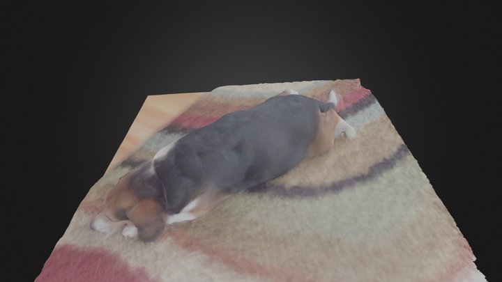 Long Beagle Dog 3D Model