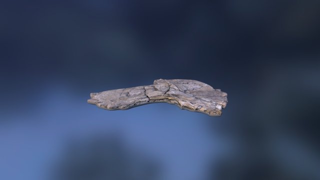 Leedsichthys Bone 10005 3D Model
