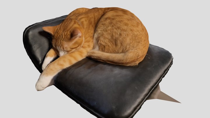 Sleeping Cat 3D Model