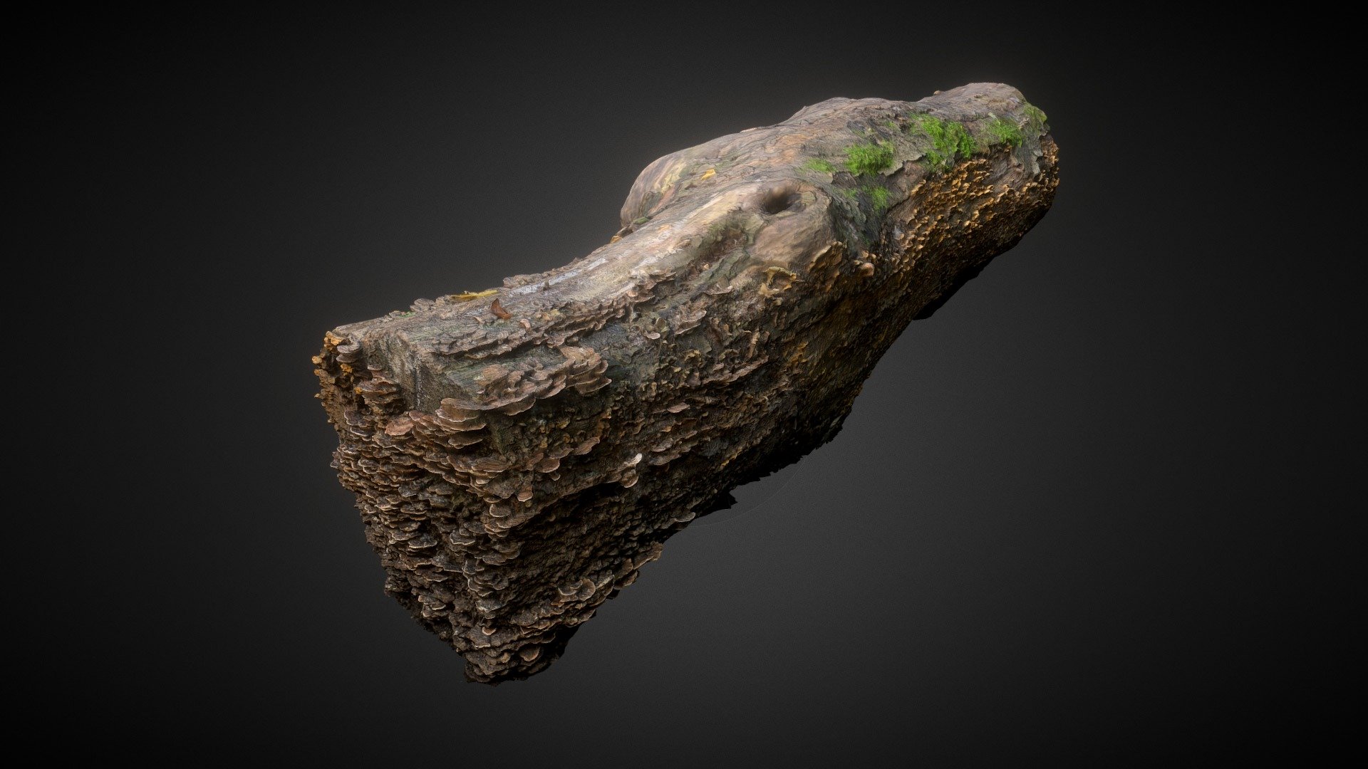 Decayed wood trunk with mushroom