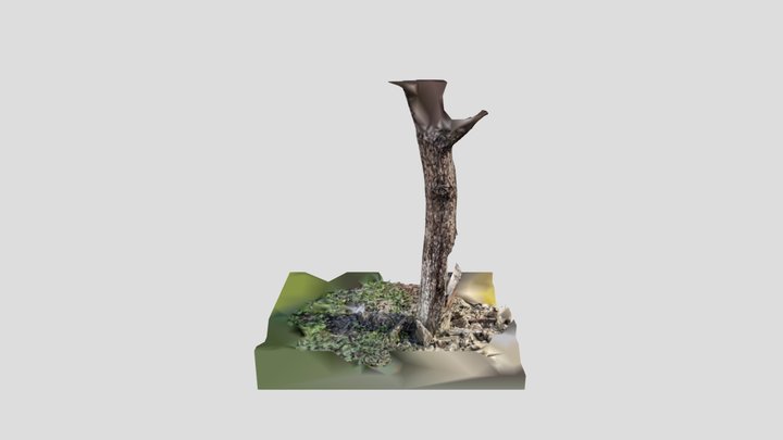 Photorealistic Old Tree Trunk Scan(Game mod) 3D Model