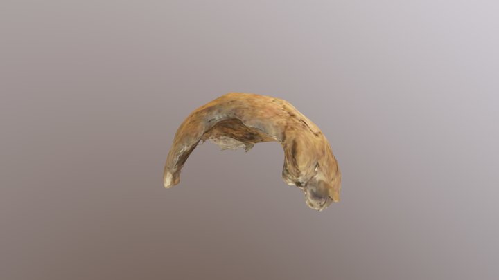 SK176 Skull fragment 2 3D Model
