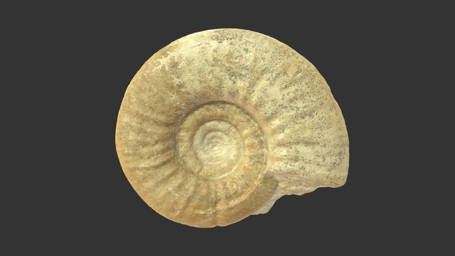 Fossilized Ammonite