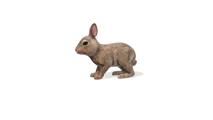 Bunny animations 3D Model