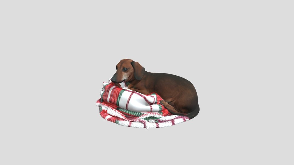 Dachshund on Plaid Blanket