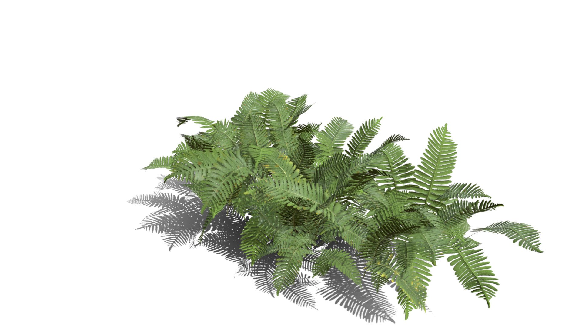 Realistic HD Common polypody fern (40/55) - Download Free 3D model by ...