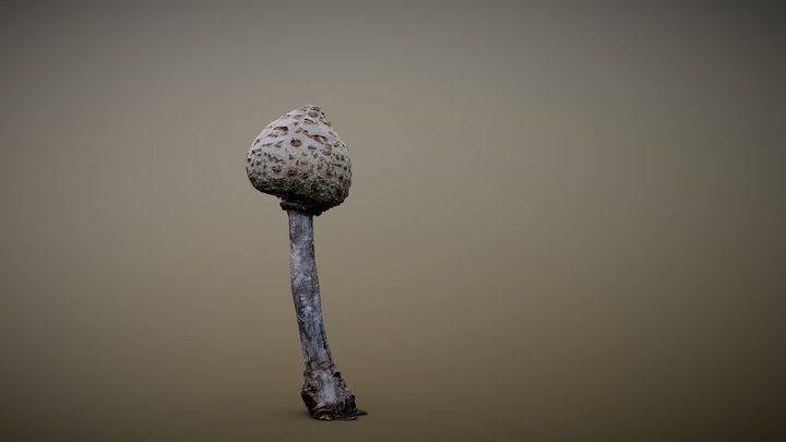 Mushroom_190307 3D Model