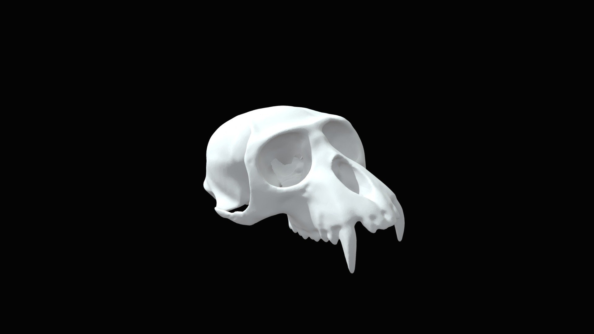colobus-top - 3D model by XRchaeology Team (@XRchaeology) [a555be2 ...