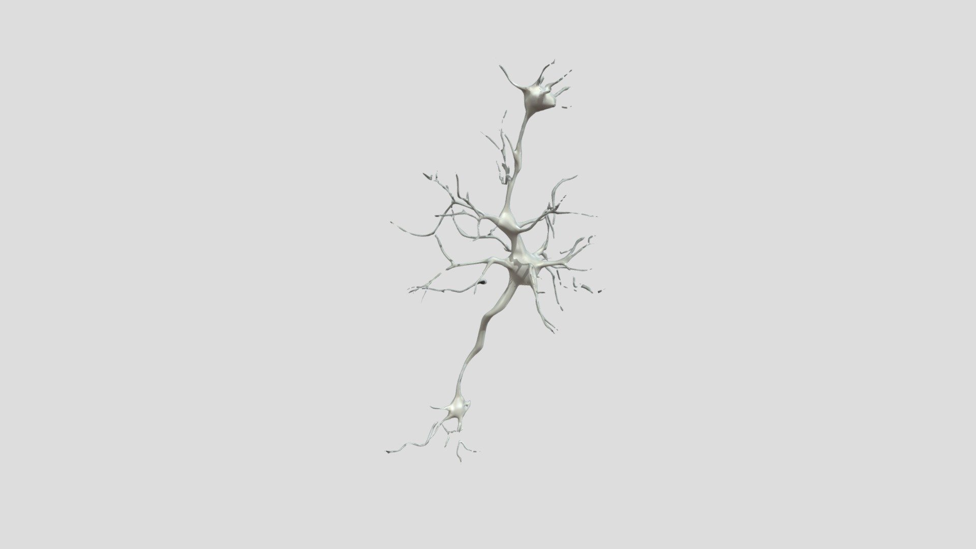 Neuron (Brain Cell) - 3D model by Amir Saeid Dehghan (@amirsaeid ...