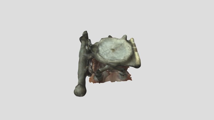 Fennel Kassel 3D Model