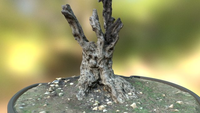 Olive tree trunk 3D Model