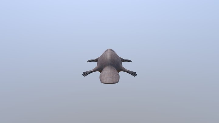 Platypus Final 3D Model