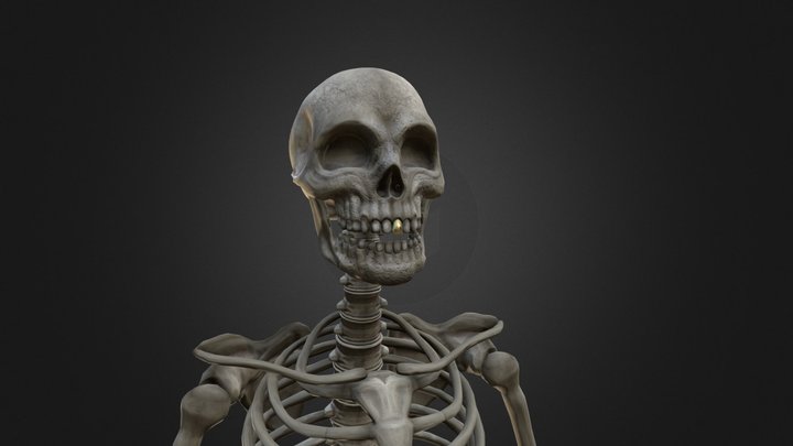 Skelly the Skeleton 3D Model