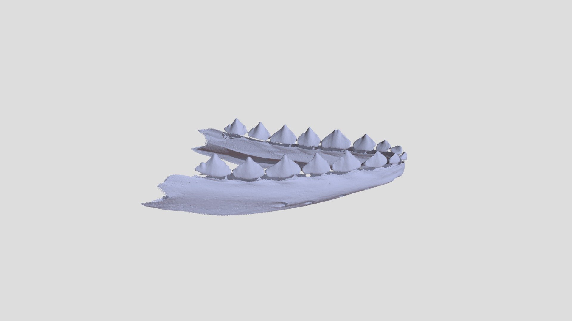 Jaw of a Stage 5 Chamaeleo calyptratus embryo