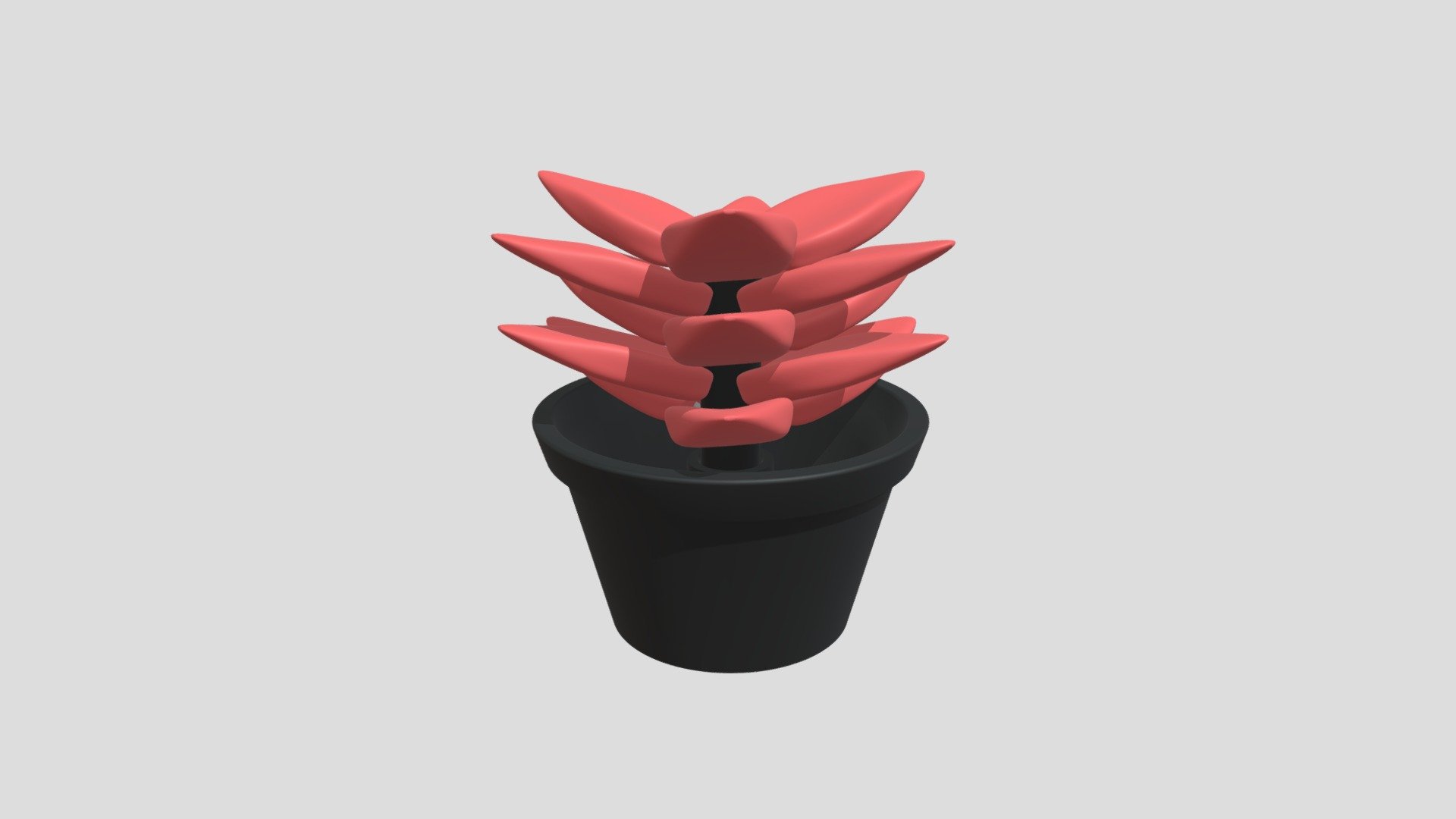 Succulent