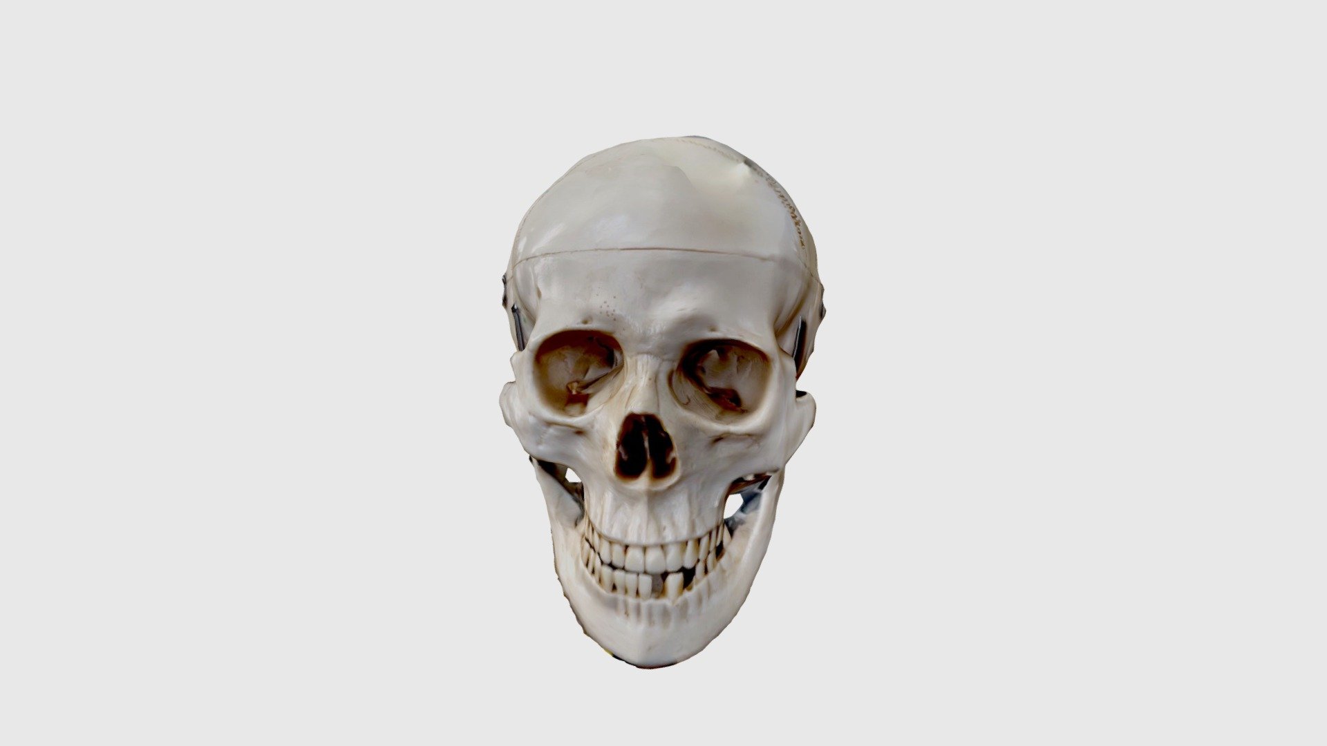 Skull