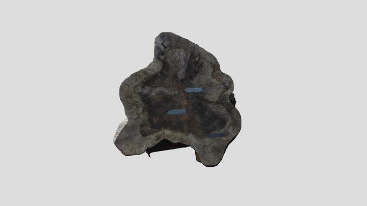 Tree stump near Reed Hall 3D Model