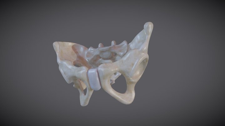 Pelvic skeleton (pelvis) 3D Model