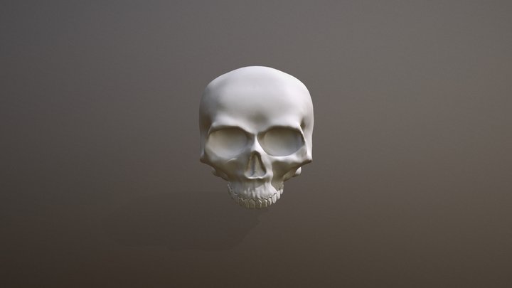 Skull Model 3D Model