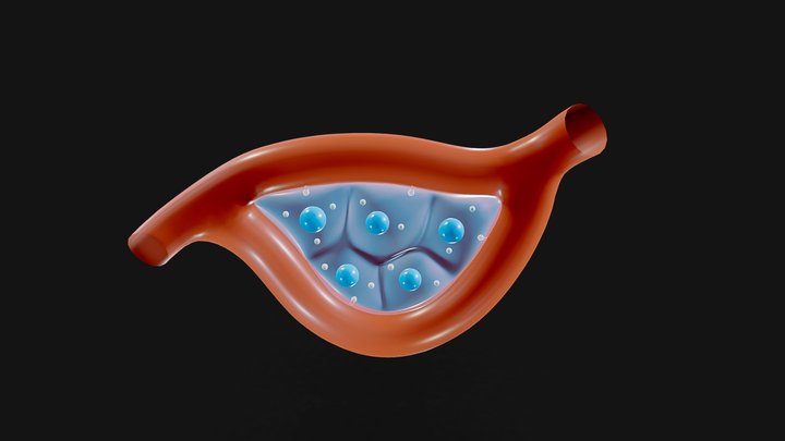 Endocrine Glands Anatomy 3D Model